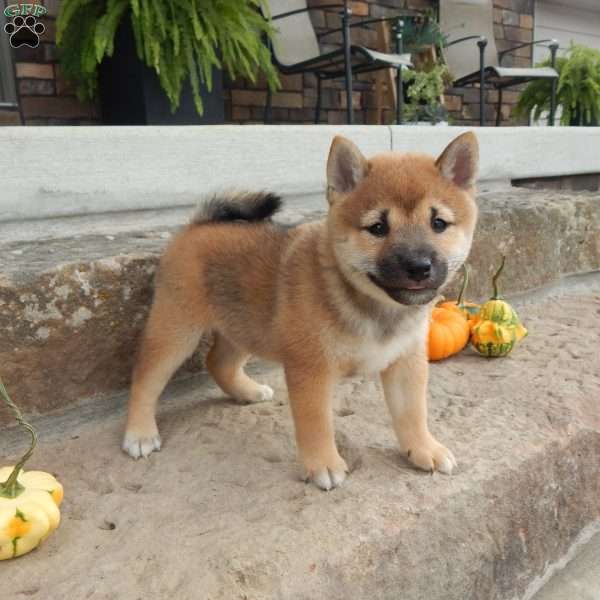 Donald, Shiba Inu Puppy